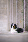 Australian Shepherd