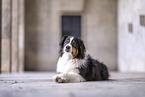 Australian Shepherd