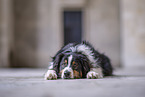 Australian Shepherd