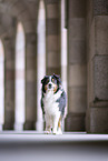 Australian Shepherd