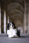 Australian Shepherd