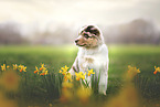 Australian Shepherd