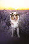 Australian Shepherd