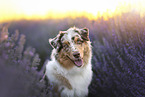 Australian Shepherd
