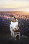 Australian Shepherd