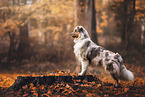 Australian Shepherd