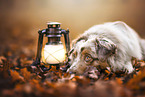 Australian Shepherd