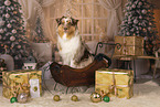 Australian Shepherd