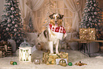 Australian Shepherd