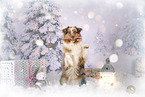 Australian Shepherd