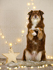 Australian Shepherd in christmas decoration