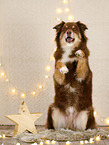 Australian Shepherd in christmas decoration