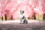 Australian Shepherd
