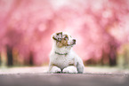 Australian Shepherd