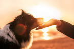 Australian Shepherd