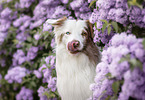 Australian Shepherd