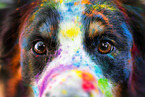 Australian Shepherd