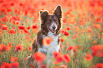Australian Shepherd