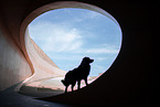 Australian Shepherd