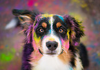 Australian Shepherd