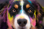 Australian Shepherd