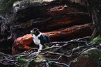 Australian Shepherd