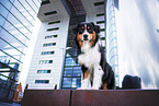 Australian Shepherd