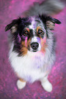 Australian Shepherd
