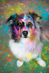 Australian Shepherd