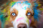 Australian Shepherd