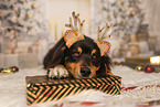 Australian Shepherd
