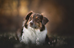 Australian Shepherd