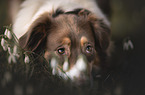 Australian Shepherd