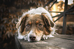 Australian Shepherd