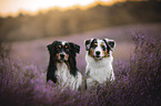Australian Shepherd