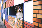 Australian Shepherd