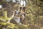 Australian Shepherd