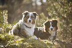 Australian Shepherd