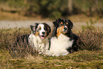 Australian Shepherd