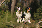 Australian Shepherd