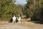 Australian Shepherd