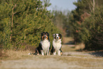 Australian Shepherd