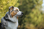 Australian Shepherd
