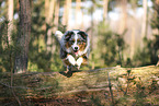 Australian Shepherd