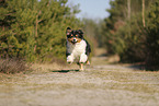 Australian Shepherd