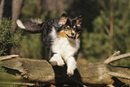 Australian Shepherd