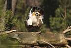 Australian Shepherd