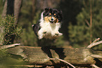 Australian Shepherd