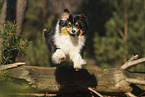 Australian Shepherd
