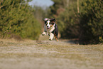 Australian Shepherd